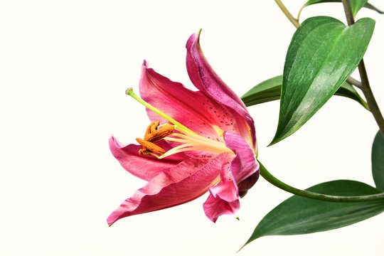 カサブランカ Images Browse 966 Stock Photos Vectors And Video Adobe Stock