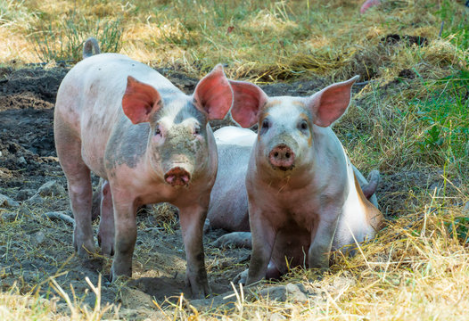 two pigs in farm outdoors