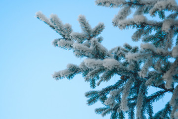 branch of fir tree in snow on sky background macro