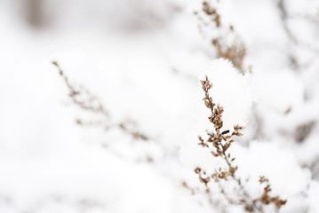 Fluffy snow on dry grass in the winter forest close up