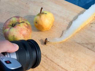 Macro shooting of insects