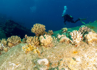 sunken ship with under the sea