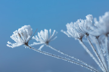 Beautiful winter background with the frozen flowers and plants. A natural pattern on plants