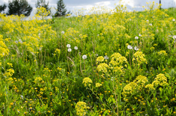 Fototapeta premium rural landscape