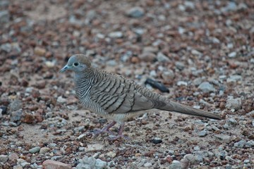Zebra Dove,  be walking for finds the feed on the ground,  see one in UDONTHANI province THAILAND.