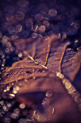 Brown blurry leaf closeup