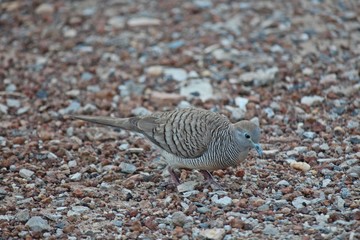 Zebra Dove,  be walking for finds the feed on the ground,  see one in UDONTHANI province THAILAND.