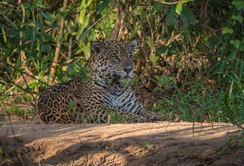 Fototapeta na wymiar Pantanal Jaguar