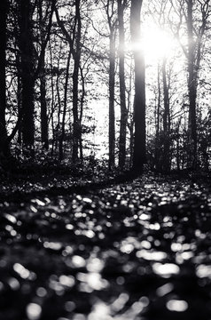 Fototapeta Forest scene in black and white