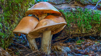 Vier Schammerl im Wald