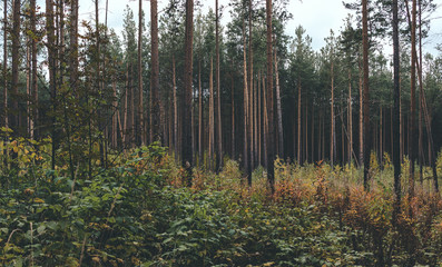 forest in autumn