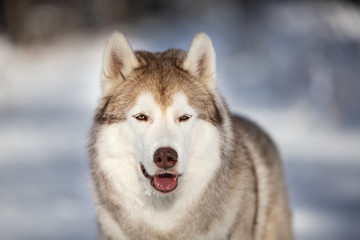 Close-up Portrait of happy, gorgeous and free Siberian Husky dog sitting on the snow in the fairy forest in winter