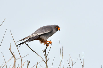Red footed falcon in top of a tree