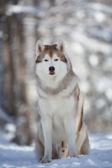 Naklejka premium Close-up Portrait of gorgeous and free Siberian Husky dog sitting on the snow path in the fairy winter forest at sunset.