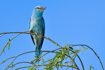 European blue roller on a branch