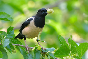 Obraz premium Rosy starling (pastor roseus)