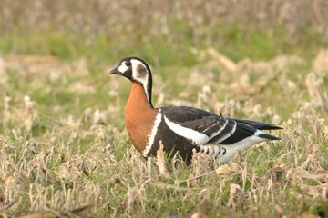 Red Breasted Goose (Branta ruficollis)