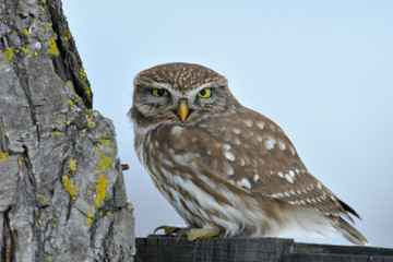 Little Owl on a tree