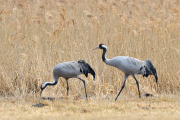 Common Cranes, on the field, in spring migration