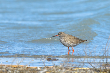 Common Redshank in shallow water