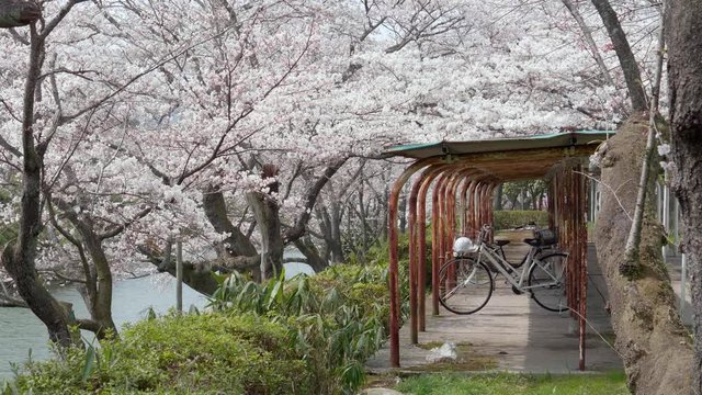 桜のある風景 自転車小屋と桜 広角