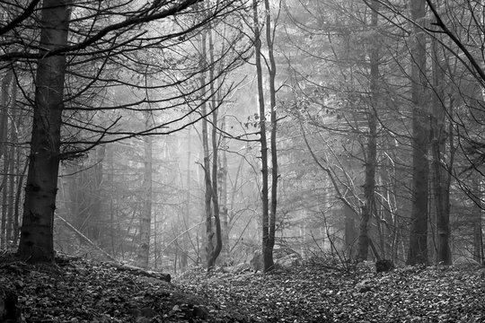 Fototapeta Beautiful coniferous mountain forest in the fog. Black and white version. Natural background
