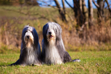 Two Bearded Collies sit side by side in a meadow and look straight ahead..
