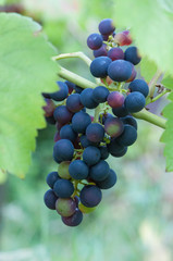 Frische blaue Trauben am Weinstock 