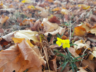 autumn leaves on grass