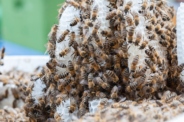 Bienen auf frischen Waben im Naturbau