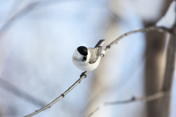 Close-up Image of cute marsh tit bird sitting on the branch in the winter forest on sunny day