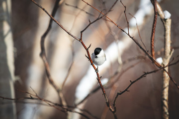 Close-up Image of beautiful marsh tit bird sitting on the branch in the winter forest on sunny day