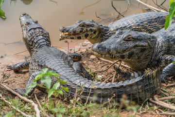 Pantanal Caiman Floats