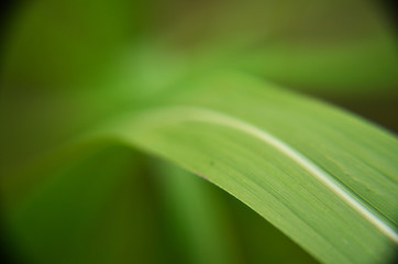 water drops on green leaf