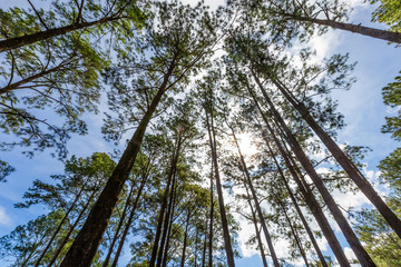 Savannah and pine forest in Thung Salaeng Luang National Park, Thailand