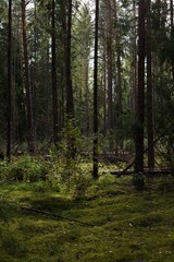 Fototapeta na wymiar Karelian forest