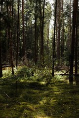 Fototapeta na wymiar Karelian forest 1