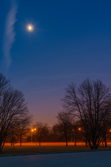 Trees and street lights after sunset in the park