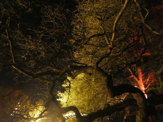Trees lit at night