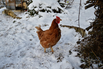 domestic chicken walking and eating  on the snow farm in the winter