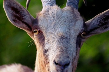 Friendly Neighborhood Goat