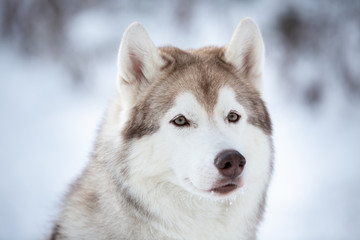 Close-up Portrait of beautiful, prideful and free Siberian Husky dog sitting on the snow in the fairy forest in winter