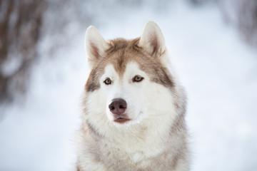 Close-up Portrait of beautiful, prideful and free Siberian Husky dog sitting on the snow in the fairy forest in winter