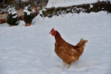 domestic chicken walking and eating  on the snow farm in the winter