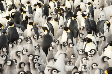 Emperor Penguin colony with chicks at Snow Hill