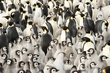 Zelfklevend Fotobehang Emperor Penguin colony with chicks at Snow Hill © Silver