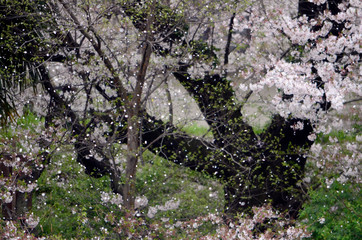 散りゆく桜