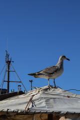 Essaouira, Maroko , Marocco , mewy © Urszula