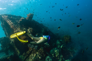 Naklejka na ściany i meble Girl freediver explores the old sunken ship in the Caribbean sea