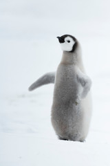 Emperor Penguin chick close up in Antarctica
